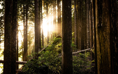 LifeLightLens Photography